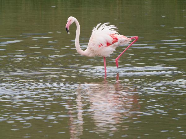<h3><a href="/trips/tanzania/biota/animalia/chordata/aves/012 phoenicopteriformes/001 phoenicopteridae/phoenicopterus roseus/phoenicopterus roseus-nl.html">Phoenicopterus&nbsp;roseus</a> / Greater&nbsp;flamingo / Flamingo</h3>OM-1 Mark II met OLYMPUS M.150-400mm F4.5 TC, 1/2000 sec  bij F5.6, ISO 1250, afstand 79.3&nbsp;m